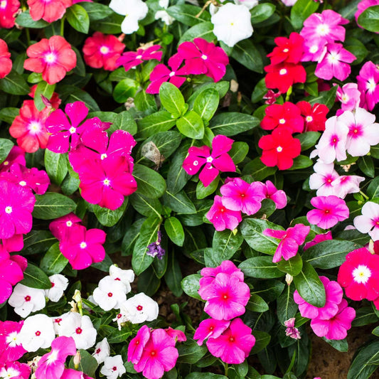 Periwinkle Flower seeds for Planting - Seasonal Bloomer, Heirloom & GMO Free Seeds for Home Garden
 
 Sale for planting in home garden.