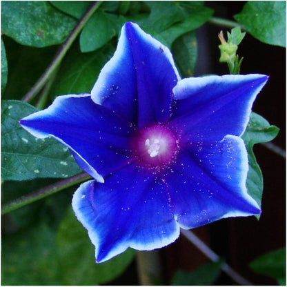 Blue & White Morning Glory Flower Seeds