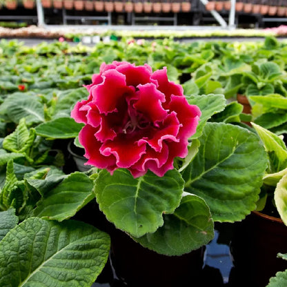 Pink Gloxinia Seeds for Planting - Perfect for Bonsai and Balcony Gardens