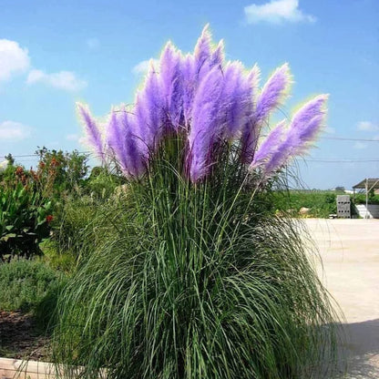 canhot seeds -100pcs blue pampas grass cortaderia selloana flower Blue Pampas Grass Herb Seeds for Planting – Heirloom, Non-GMO, Ornamen – Pure Asia Seeds