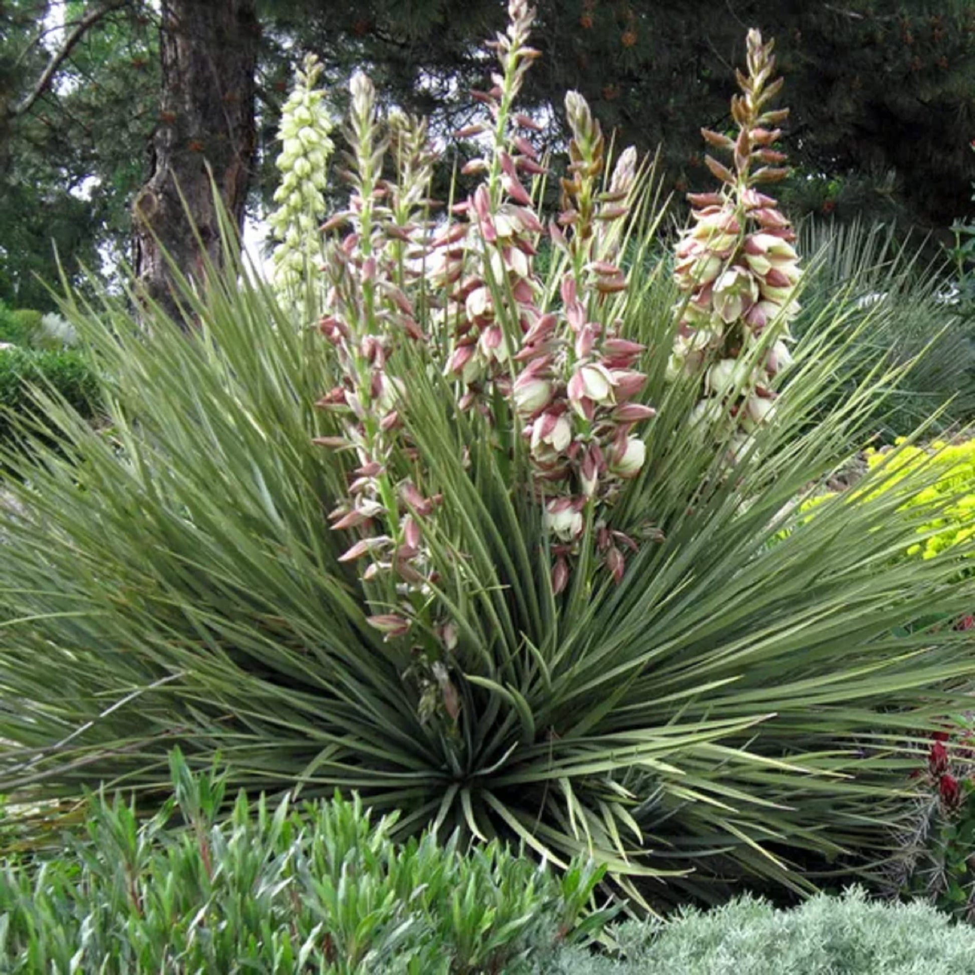 yucca flower seeds Yucca glauca (Soapweed) Flower Seeds for Planting – Heirloom, Non-GMO, – Pure Asia Seeds