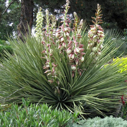 Yucca Glauca Flower Seeds