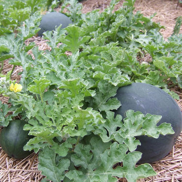 Densuke Wassermelonensamen mit schwarzer Schale