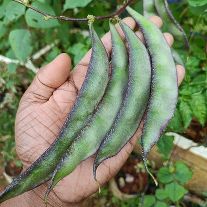 Hyacinth Bean Vegetable Seeds