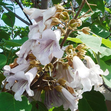 Paulownia Fortunei (Empress Tree) Flower Seeds