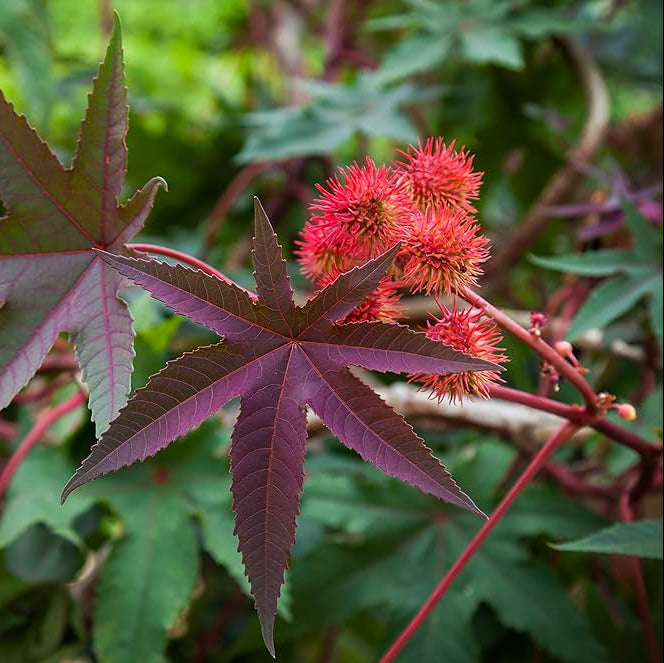 Castor Bean Herb Seeds