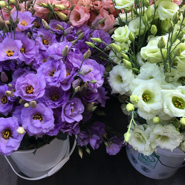 Lisianthus Mix Flower Seeds
