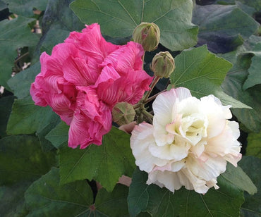 Double Confederate Rose Flower Seeds