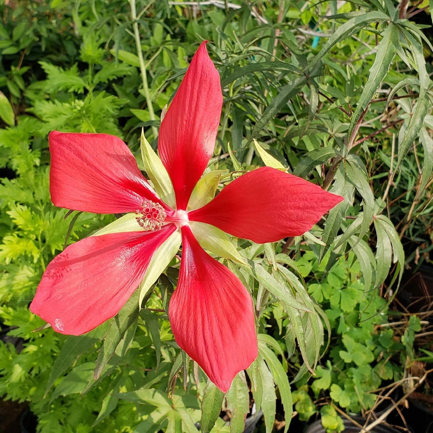 Texas Star Red Hibiscus Flower Seeds