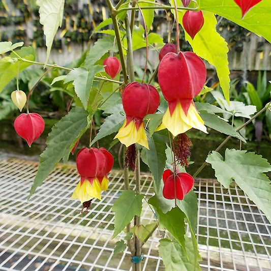 Trailing Abutilon Flower Seeds