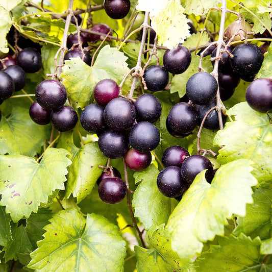 Muscadine-Traubensamen