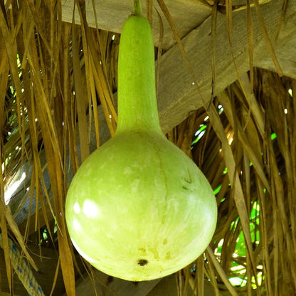 Semi di verdura Banjo Gourd (curvo e allungato)