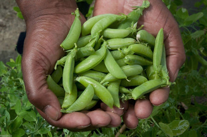 Sugar Ann Pea Vegetable  Seeds