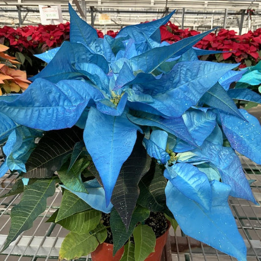 Blue Poinsettia Flower Seeds