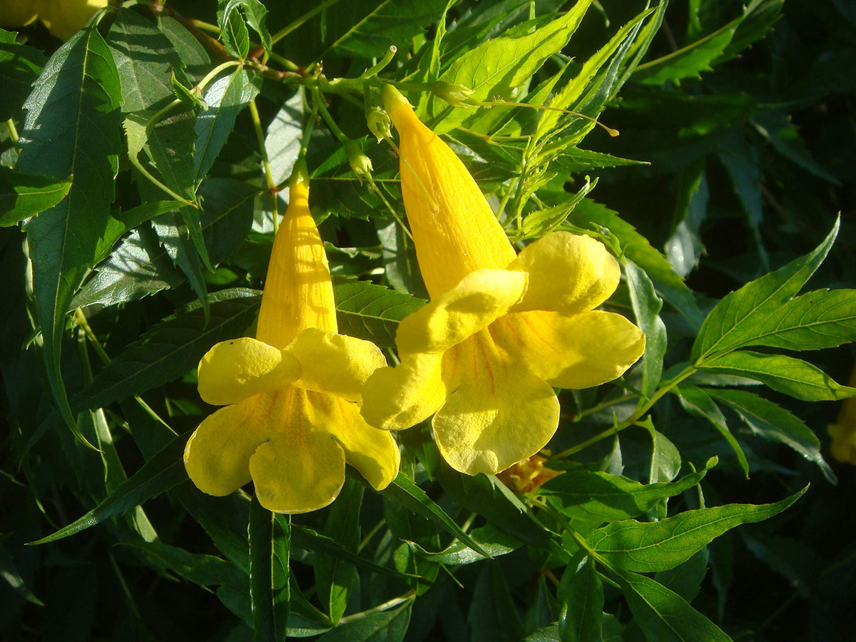 Yellow Madia Flower seeds for Planting - Shade Tolerant, Heirloom & GMO Free Seeds for Home Garden
 
 Sale seeds for planting in home garden