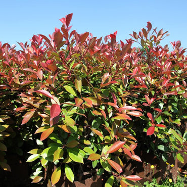 Semillas de arbusto de punta roja Photinia x Fraseri