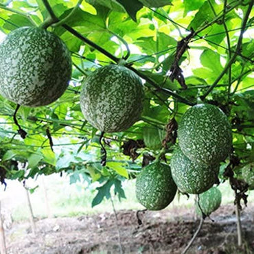 Trichosanthes Kirilowii (Snake Gourd) Vegetable Seeds for Planting – Heirloom, Non-GMO, Easy to Grow