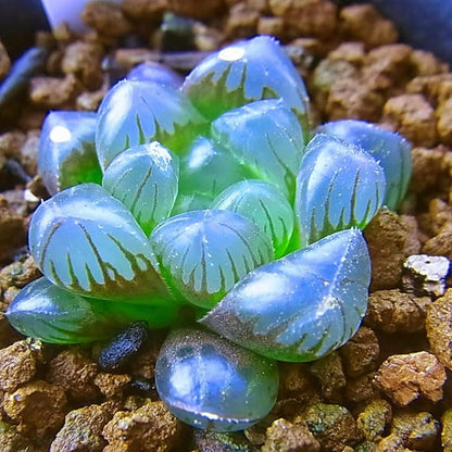 blue succulent seeds Haworthia Obtusa 'Crystal' Succulent Seeds for Planting – Heirloom, No – Pure Asia Seeds