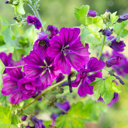 French Mallow Flower Seeds for Planting – Heirloom, Non-GMO, Easy to Grow, Perennial