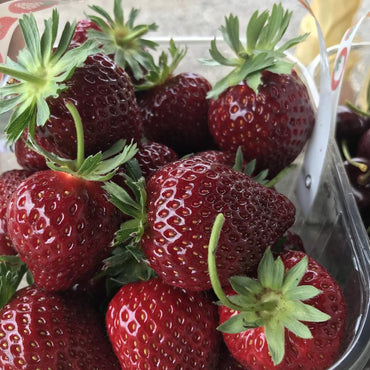 Purple Wonder Strawberry Fruit Seeds