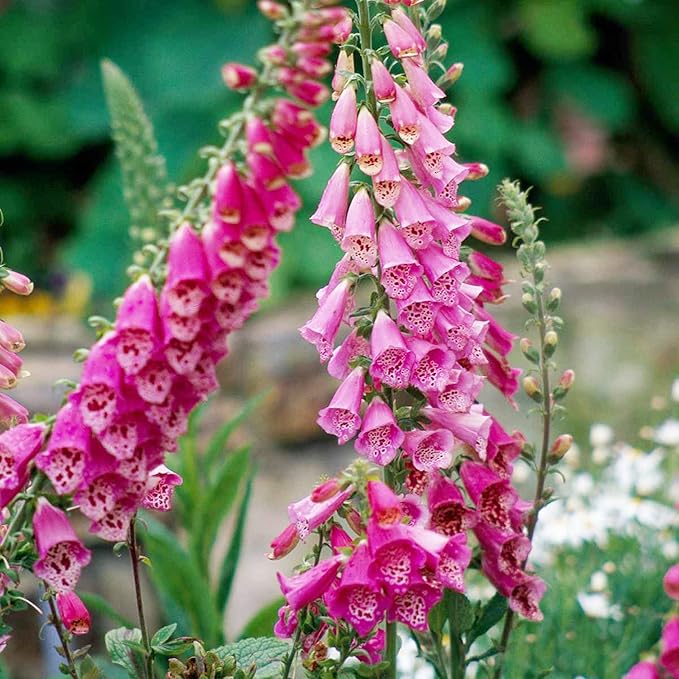 Pink Lady's Glove Flower seeds for Planting - Cut Flower Favorite, Heirloom & GMO Free Seeds for Home Garden
 
 Sale for planting in home garden