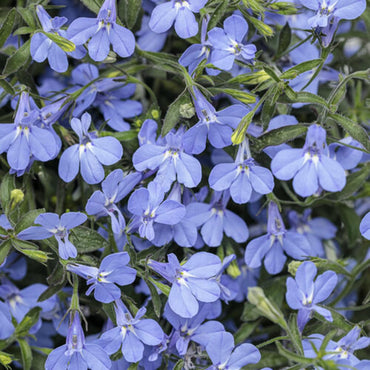 Sky Blue Lobelia Erinus Flower Seeds