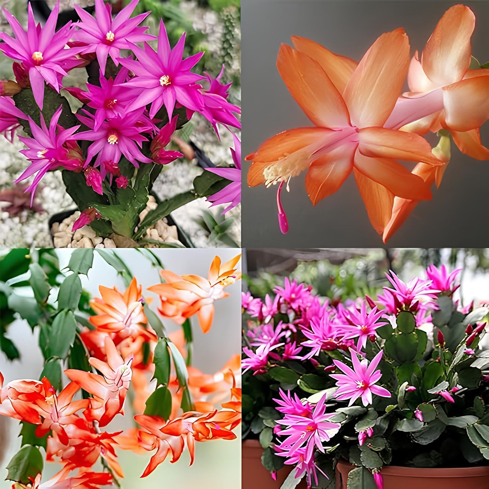cactus flower seeds Christmas Cactus Flower Seeds for Planting – Heirloom, Non-GMO, Easy t – Pure Asia Seeds