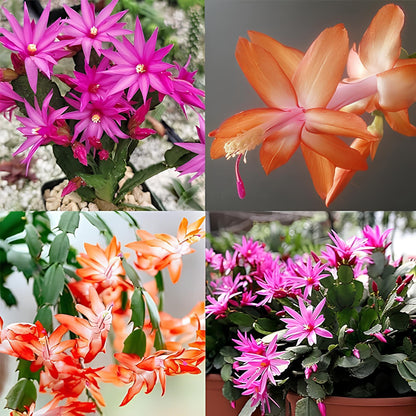 Christmas Cactus Flower Seeds