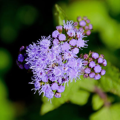 Blue Mistflower Seeds
