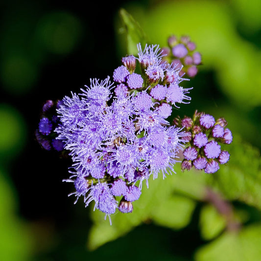 Blue Mistflower Seeds