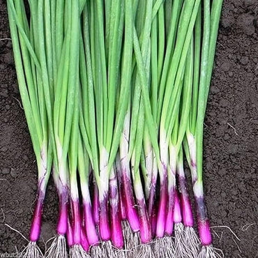アパッチオニオン野菜の種