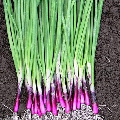 Apache Onion Vegetable Seeds
