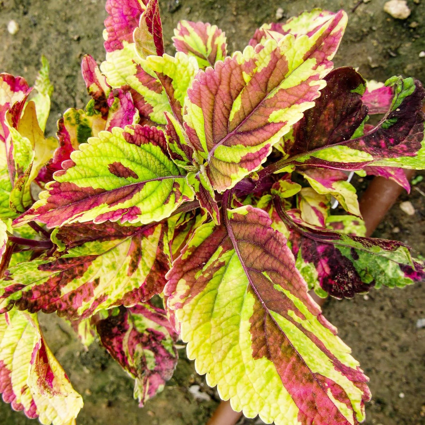 Wizard Mosaic Coleus Flower Seeds