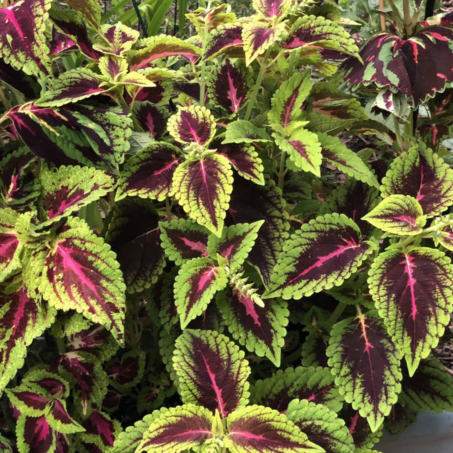 King Kong Coleus Plant Seeds