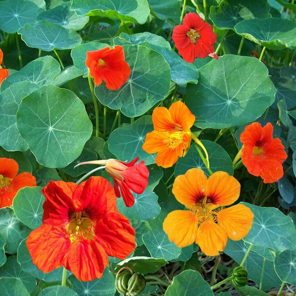 Mixed Color Nasturtium Flower Seeds