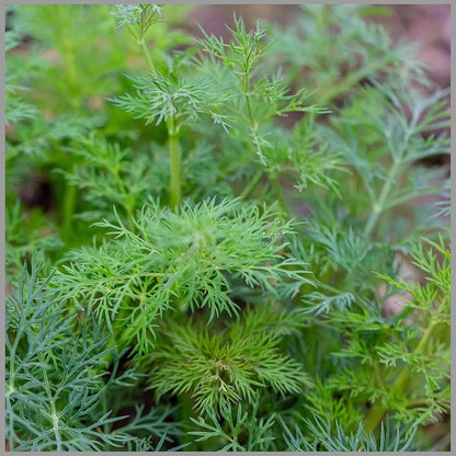 Dill Herb Seeds