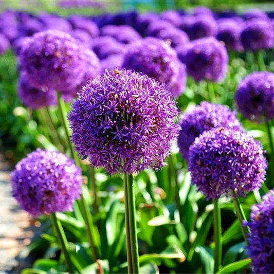 Giant Allium Globemaster Seeds