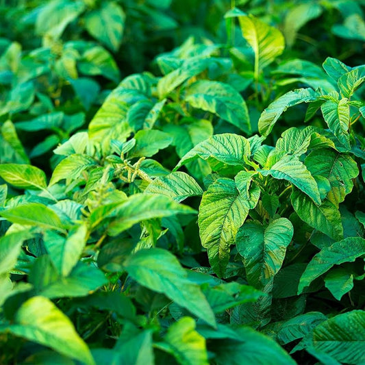 Amaranthus Viridis (Green Callaloo) Seeds - Nutritious Tropical Green for Culinary Use