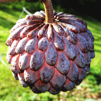 Rote Zimtapfelfruchtsamen