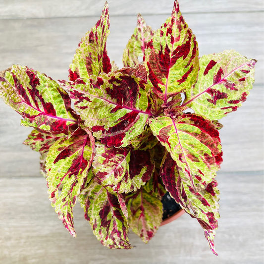 Wizard Mosaic Coleus Flower Seeds