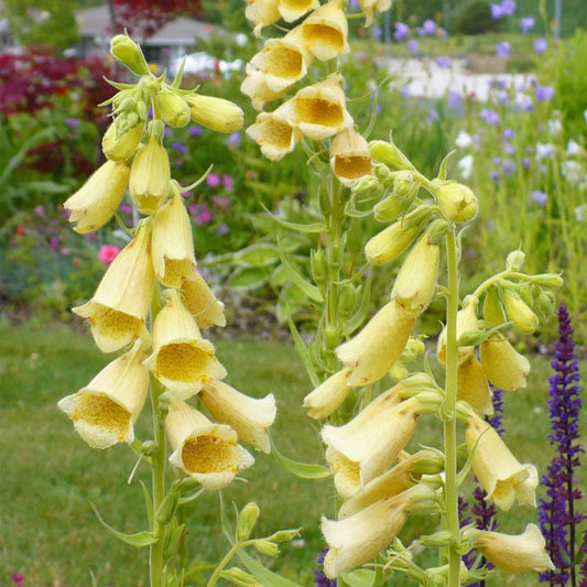 Yellow Foxglove Flower Seeds