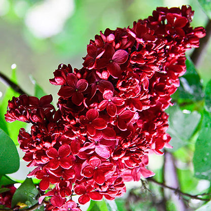 Red Lilac Seeds Syringa Vulgaris Flower Seeds