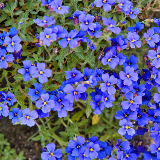 Blue Cress Cascade Flower seeds for Planting Shade Tolerant Heirloom & GMO Free Seeds for Home Garden 
 
 Sale seeds for home garden planting