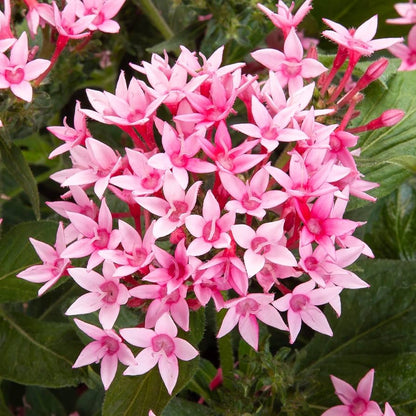 Egyptian Star Cluster Flower Seeds