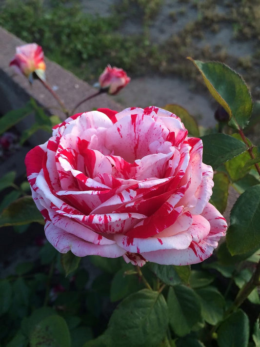 White Pink Rose Flower seeds for Planting - Cottage Garden Essential, Heirloom & GMO Free Seeds for Home Garden
 
 Sale seeds for planting in home garden