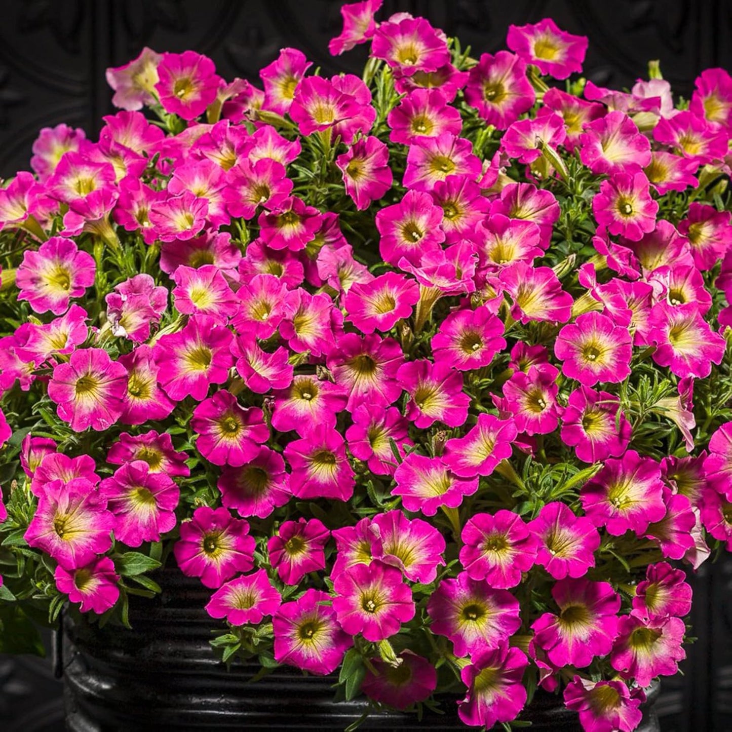 Petunia Supertunia Daybreak Charm Flower Seeds
