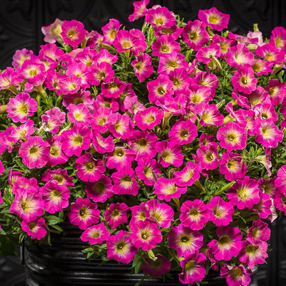 Petunia Supertunia Daybreak Charm Flower Seeds