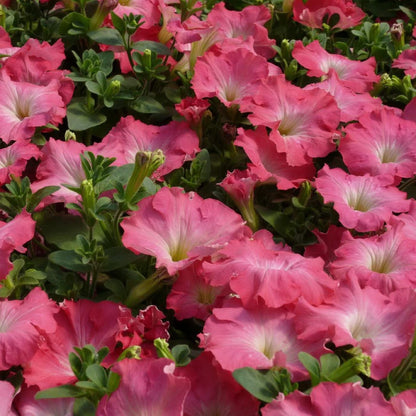 Petunia 'Easy Wave Rosy Dawn' Flower Seeds