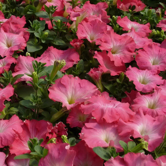 Petunia 'Easy Wave Rosy Dawn' Flower Seeds