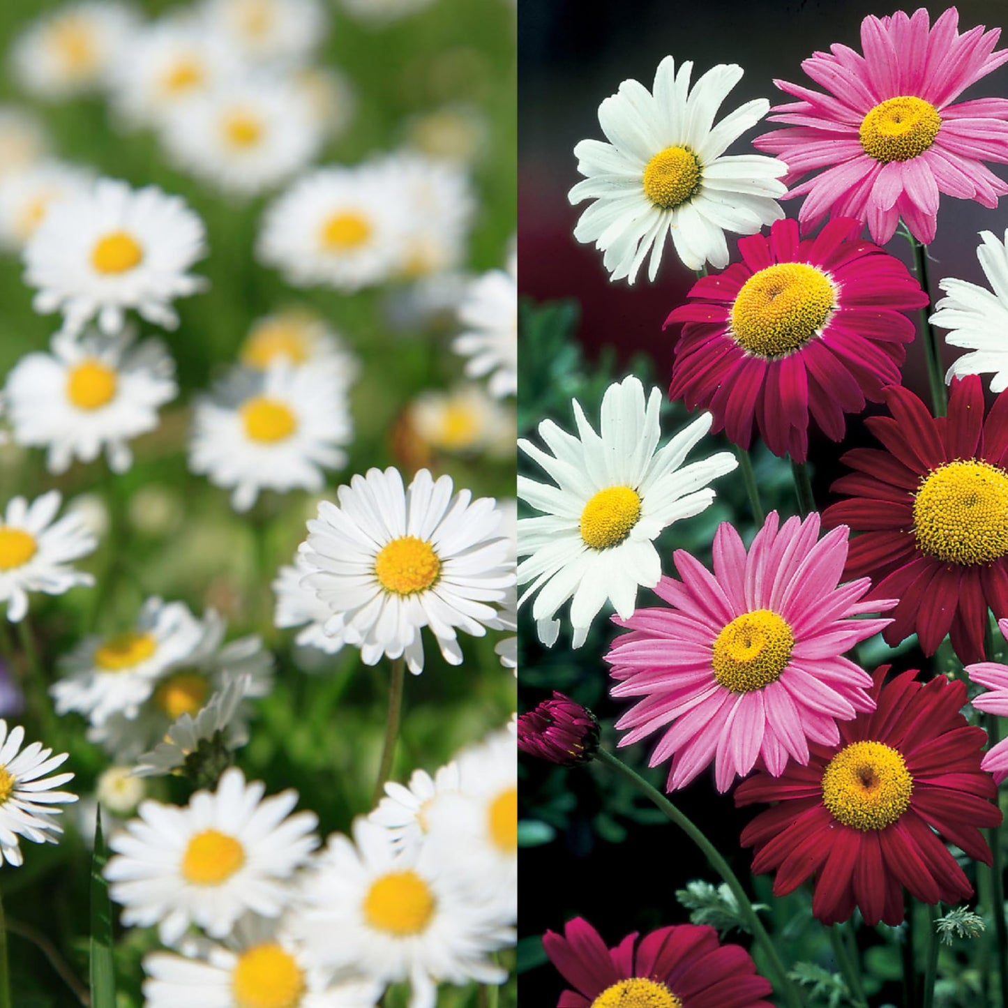 Pyrethrum Daisy Flower Seeds